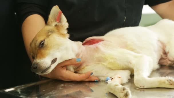 Hond chirurgie voorbereiding — Stockvideo