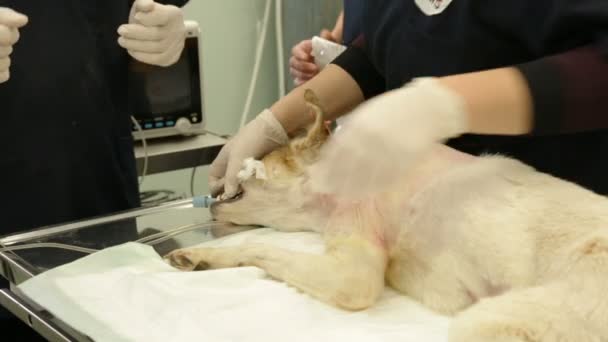 Hond chirurgie voorbereiding — Stockvideo