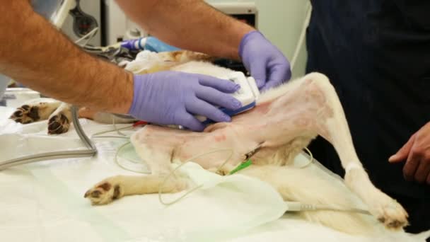 Cirurgia de cães. Enxerto de pele — Vídeo de Stock