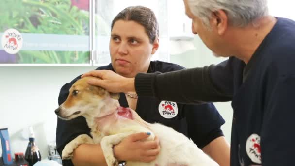 犬の手術の準備 — ストック動画