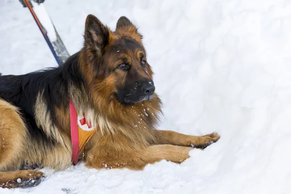 山のレスキュー サービスで救助犬 — ストック写真