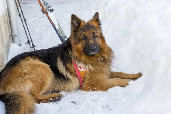 Cane da soccorso al servizio di soccorso alpino — Foto Stock