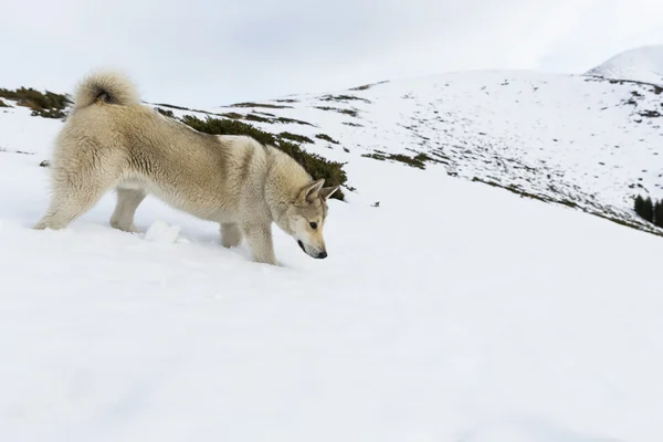 Husky dağ — Stok fotoğraf