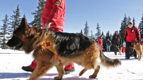 Salvadores da Cruz Vermelha com seus cães — Vídeo de Stock