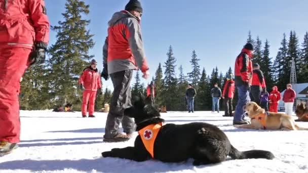 Kızıl Haç kurtarıcıları onların köpekleri ile — Stok video