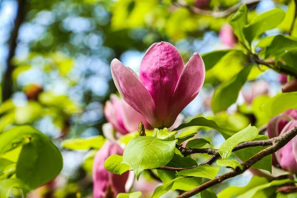 Florecimiento Primaveral Magnolia Jardín Botánico Sobre Cielo Azul — Foto de Stock