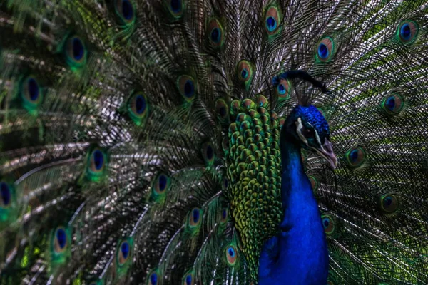 Cadre Figé Paon Avec Une Magnifique Queue Multicolore Déployé Sous — Photo