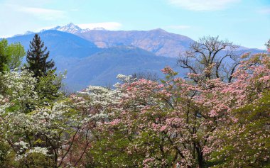 Kuzey İtalya 'da Villa Taranto' nun botanik bahçesindeki kiraz çiçeklerinin manzarası mavi gökyüzü ve Alpler 'in karla kaplı zirvelerine karşı.