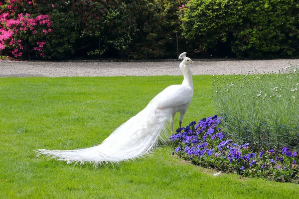 Paon blanc dans un jardin fleuri Isola Bella, Pallazzo Italie, Îles Borromées — Photo