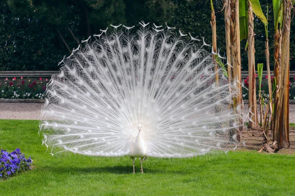 Paon blanc avec sa splendide queue ouverte et ses belles plumes dans le jardin botanique d'Isola Bella, Lac Majeur, Italie, Europe — Photo