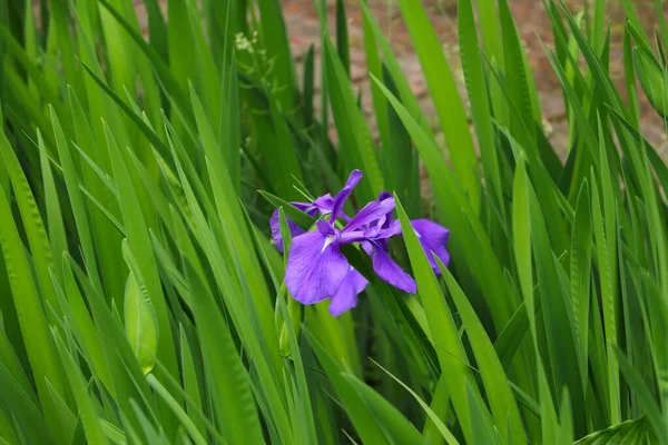 Lila Irisblüte in Nahaufnahme auf einem Hintergrund leuchtend grüner Stiele — Stockfoto