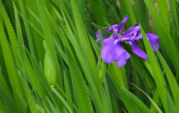 Lila Irisblüte in Nahaufnahme auf einem Hintergrund leuchtend grüner Stiele — Stockfoto