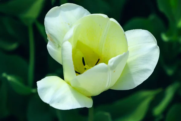 Eine weiße Tulpe in Nahaufnahme auf einem grün verschwommenen Hintergrund in der Mitte, Draufsicht, Hintergründe, Textur, Makrofotografie — Stockfoto