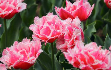 Bir grup şakayık püsküllü lale parlak pembe renkli Crispion Crispion yakın plan, Villa Taranto 'da bir botanik bahçesinde tomurcuklanmış tomurcuklar, bulanık yaprak yeşili arka plan