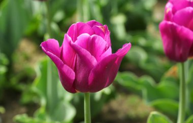 Yakın plan sıcak pembe lale botanik bahçesinde, yumuşak güneş ışığı yaprakları aydınlatır, yeşil yaprağın bulanık arkaplanı ön planda çiçekler, arka planda laleler bulanıklaşır.