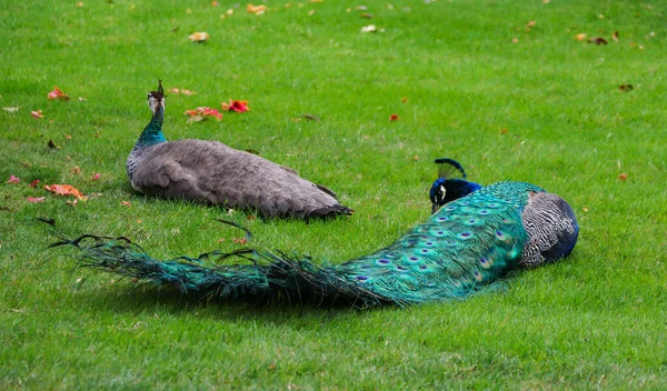 Une paire de paons indiens bleus, mâles et femelles, reposant sur l'herbe verte dans le jardin botanique d'Isola Bella — Photo