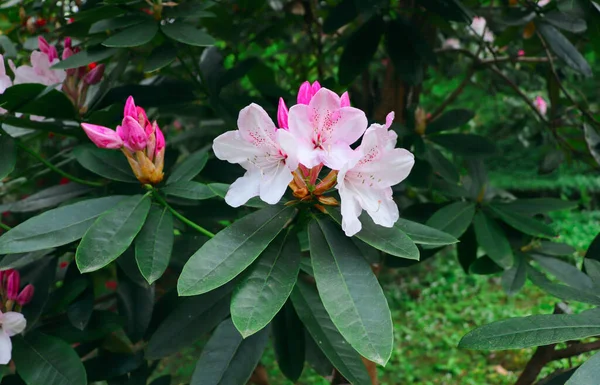 Рододендрон в начале цветения, на переднем плане несколько белых цветов расцвели, розовые почки готовятся цвести, в ботаническом саду на фоне темной зеленой листвы — стоковое фото