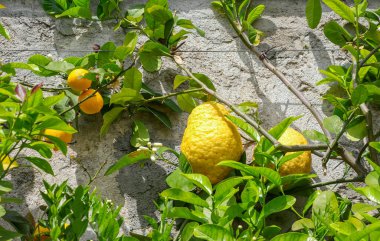 Doğada iki farklı limon çeşidi yan yana büyür: bir dalda iki olgun sarı İtalyan limonunun meyveleri, diğer dalda ise sıradan küçük limonların meyveleri vardır.