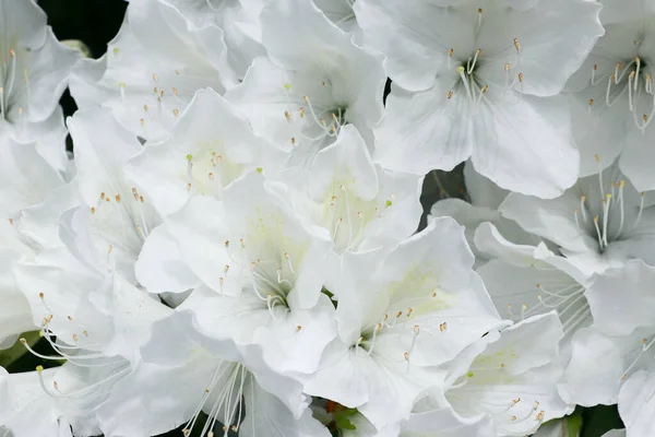 Açılmış beyaz rhododendron tomurcuklarının güzel beyaz arka planı, yakın plan çiçekleri.