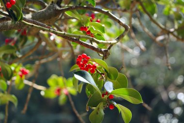 Kutsal bir çalılığın yakın çekimi, kırmızı böğürtlenli Ilex aquifolium, sık sık çiçek ve Noel kompozisyonlarında kullanılır, lezzetli kuş yemi, arka plan bulanıklaşır