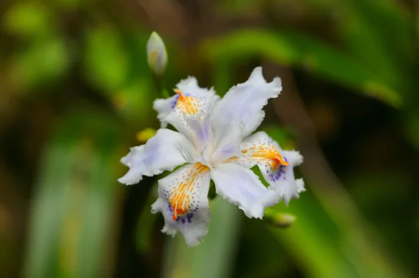 Weiße Irisblüte Knospe Voller Blüte Nahaufnahme Von Oben Auf Verschwommenem — Stockfoto