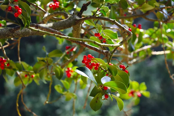 Close-up of a holly bush, Ilex aquifolium with red berries, often used in floral and Christmas compositions, delicious bird food, the background is blurred