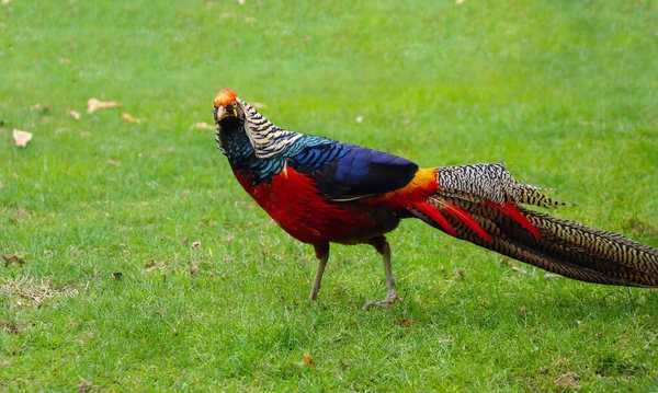 Faisan Doré Avec Plumage Multicolore Lumineux Longues Promenades Queue Panachée — Photo