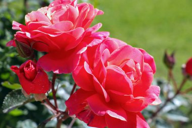 Bahçede büyüyen parlak pembe gül çalıları, gül yapraklarının üzerine su damlaları, yeşil yaprakların bulanık arka planı.