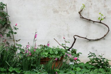 Bitki bileşimi üç renk yeşil, gri, pembe. Bahçe gülü, tırmanma asması, gladioli, yeşillik beton bir duvarda bir çerçeve oluşturur