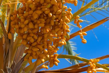 Hurma ağacının tomurcukları sarkmış salkımlarla doludur.