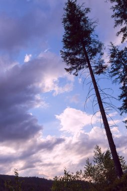 Bir çam ağacının silueti gökyüzüne yükseliyor mavi bulutlu bir gökyüzüne karşı, ağacın gövdesi öne doğru eğik, arka planda başka bir dağın yamacını görebilirsiniz.