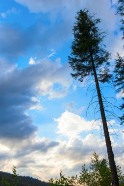 Bir çam ağacının silueti gökyüzüne yükseliyor mavi bulutlu bir gökyüzüne karşı, ağacın gövdesi öne doğru eğik, arka planda başka bir dağın yamacını görebilirsiniz.