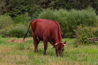 Serbest bir kahverengi inek ormanın yakınındaki çimlerde otluyor. Organik süt ürünleri üretimi için çiftlik hayvanları yetiştiriliyor.