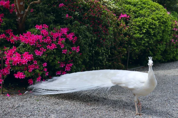 Paon Blanc Avec Une Queue Splendide Belles Plumes Dans Jardin — Photo