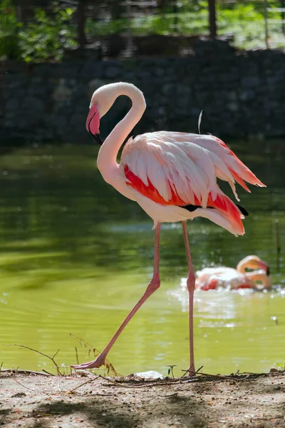 Gros Plan Flamant Rose Debout Sur Longues Jambes Profil Sur — Photo