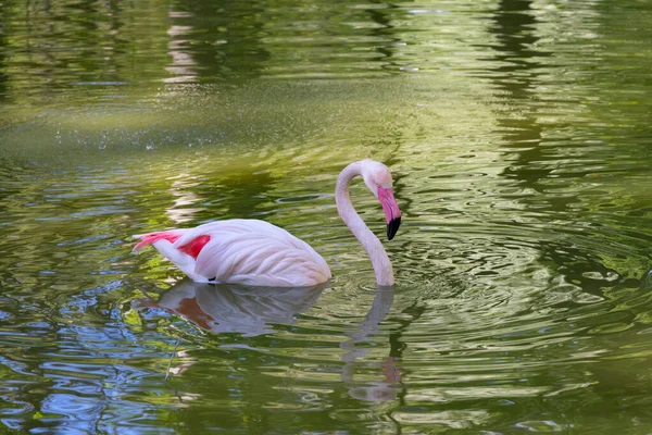 Flamant Rose Nage Dans Étang Son Long Cou Est Gracieusement — Photo