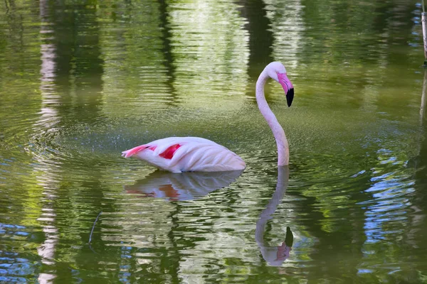 Flamant Rose Nage Dans Étang Son Long Cou Est Gracieusement — Photo