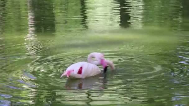 池の中にピンクのフラミンゴが泳いでいて 水面に反射しているのが見えます 鳥は貯水池の底に頭を下げ くちばしで食べ物を取り出します — ストック動画