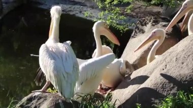 Bir grup beyaz pelikan, göletin yanındaki doğal ortamlarında, sıcak güneşin altında kayaların üzerinde güneşleniyorlar. Kuşlar yürür, yüzer, yer ve tüylerini temizler.