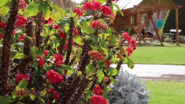 Gros Plan Sur Euphorbia Cactus Mili Christ Plant Après Arrosage — Video