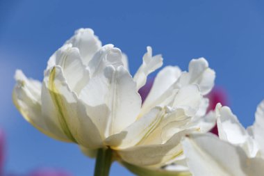 Mavi arka planda beyaz, çiçek açan lale. Diğer çiçeklerin yaprakları çiçeğin etrafında bulanıklaşır. Çiçekli bahar kartı ve kopyalama alanı