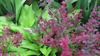 Bitki örtüsü, açık hava kompozisyonu, ön planda rüzgarda sallanan küçük bordo yapraklı çalılık dalları, açık yeşil bitki yaprakları ve arka planda bulanık çiçek sapları görülebilir.