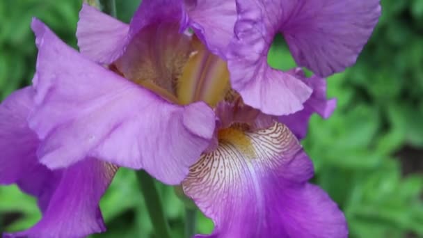 Fleur Iris Lilas Gros Plan Sur Fond Flou Tiges Vertes — Video