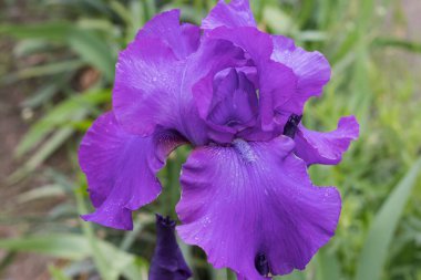 Yeşil sapların bulanık arka planında parlak mor zambak, üst manzara, dalgalı çiçek yaprakları, tek çiçek, yağmurdan sonra yaprakların üzerine su damlaları