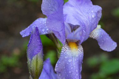 Yeşil saplı bulanık bir arka planda leylak çiçeği, yağmurdan sonra yapraklara su damlatıyor. Çiçek açan bir çiçeğin yanında patlamamış tomurcuk.