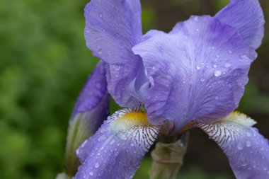 Yeşil saplı bulanık bir arka planda leylak çiçeği, yağmurdan sonra yapraklara su damlatıyor. Çiçek açan bir çiçeğin yanında patlamamış tomurcuk.