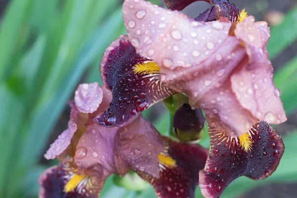 Burgunder Rosa Zweifarbige Irisblüte Nahaufnahme Auf Einem Verschwommenen Hintergrund Grüner — Stockfoto