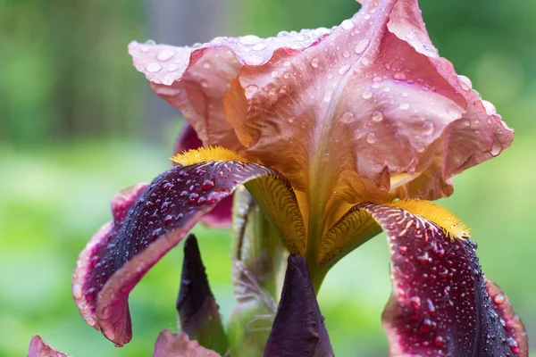 Burgunder Rosa Zweifarbige Irisblüten Nahaufnahme Auf Einem Unscharfen Grünen Hintergrund — Stockfoto