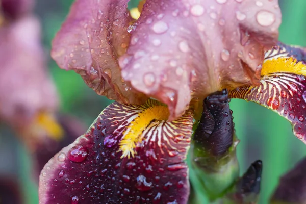 Burgunder Rosa Zweifarbige Irisblüte Nahaufnahme Auf Einem Verschwommenen Hintergrund Grüner — Stockfoto