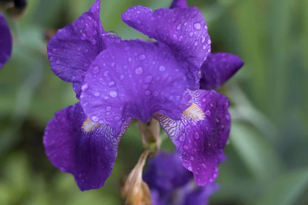 Leuchtend Violette Irisblüte Nahaufnahme Auf Verschwommenem Hintergrund Grüner Stiele Draufsicht — Stockfoto